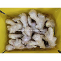 2019 year new air dried ginger